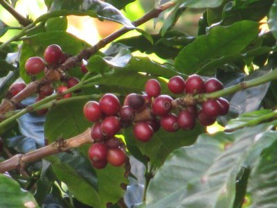 Boca Java Nicaraguan coffee cherry