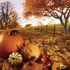 Pumpkin Paradise Coffee